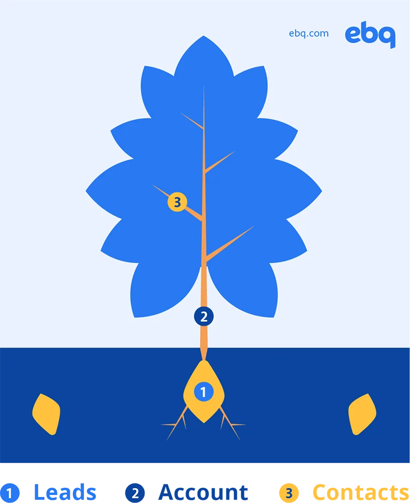 An illustration of a tree with the seed/roots labeled as "leads", the trunk labeled as "account", and one of the branches labeled as "contacts".